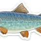 LAKE TROUT DECAL