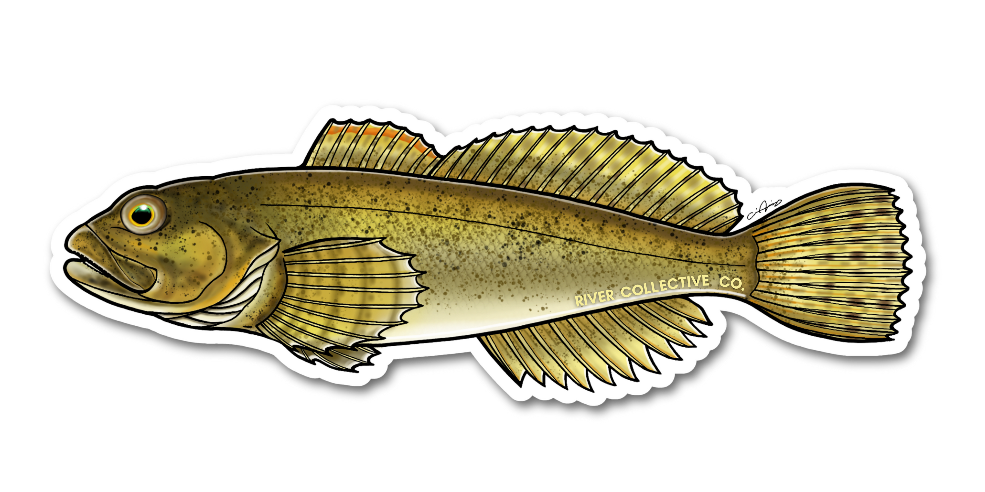 MOTTLED SCULPIN DECAL