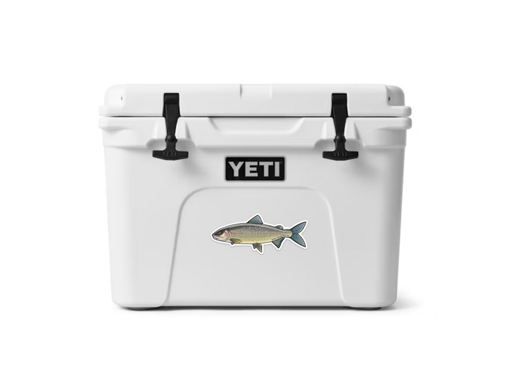 MOUNTAIN WHITEFISH DECAL