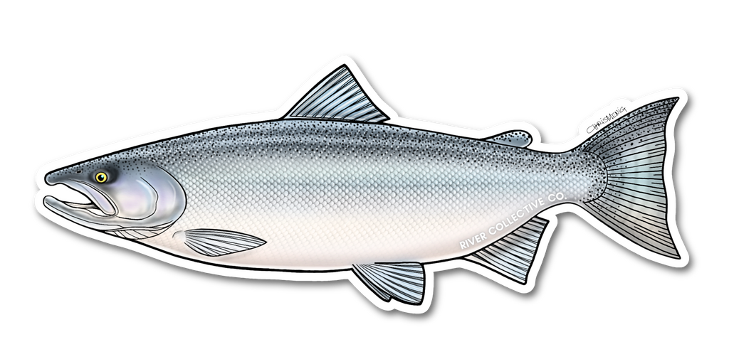 CHINOOK SALMON (CHROME) DECAL