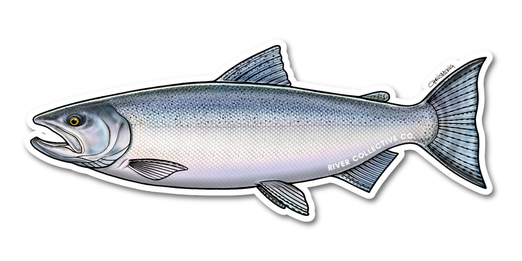 COHO SALMON (CHROME) DECAL