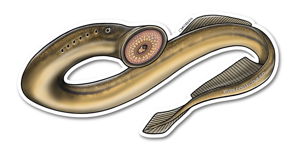 PACIFIC LAMPREY DECAL