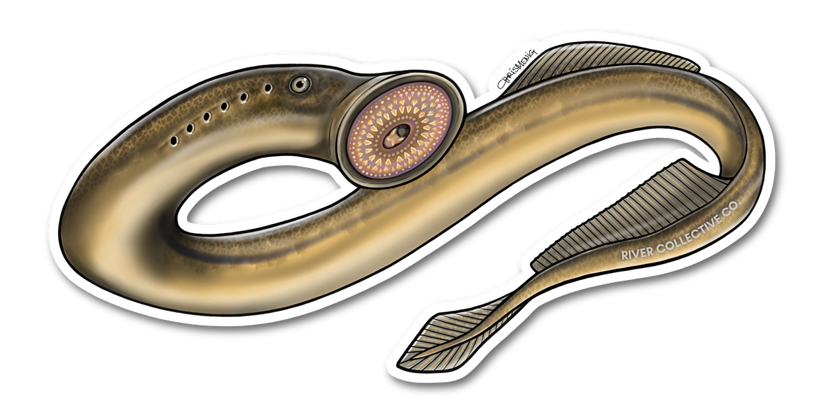 PACIFIC LAMPREY DECAL
