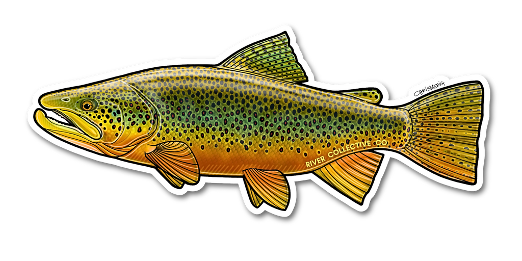 BROWN TROUT DECAL