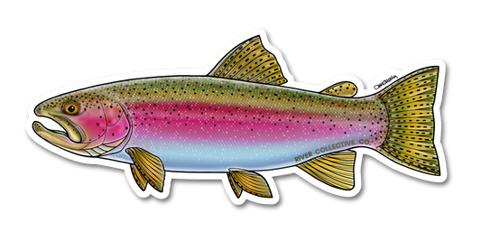 RAINBOW TROUT DECAL