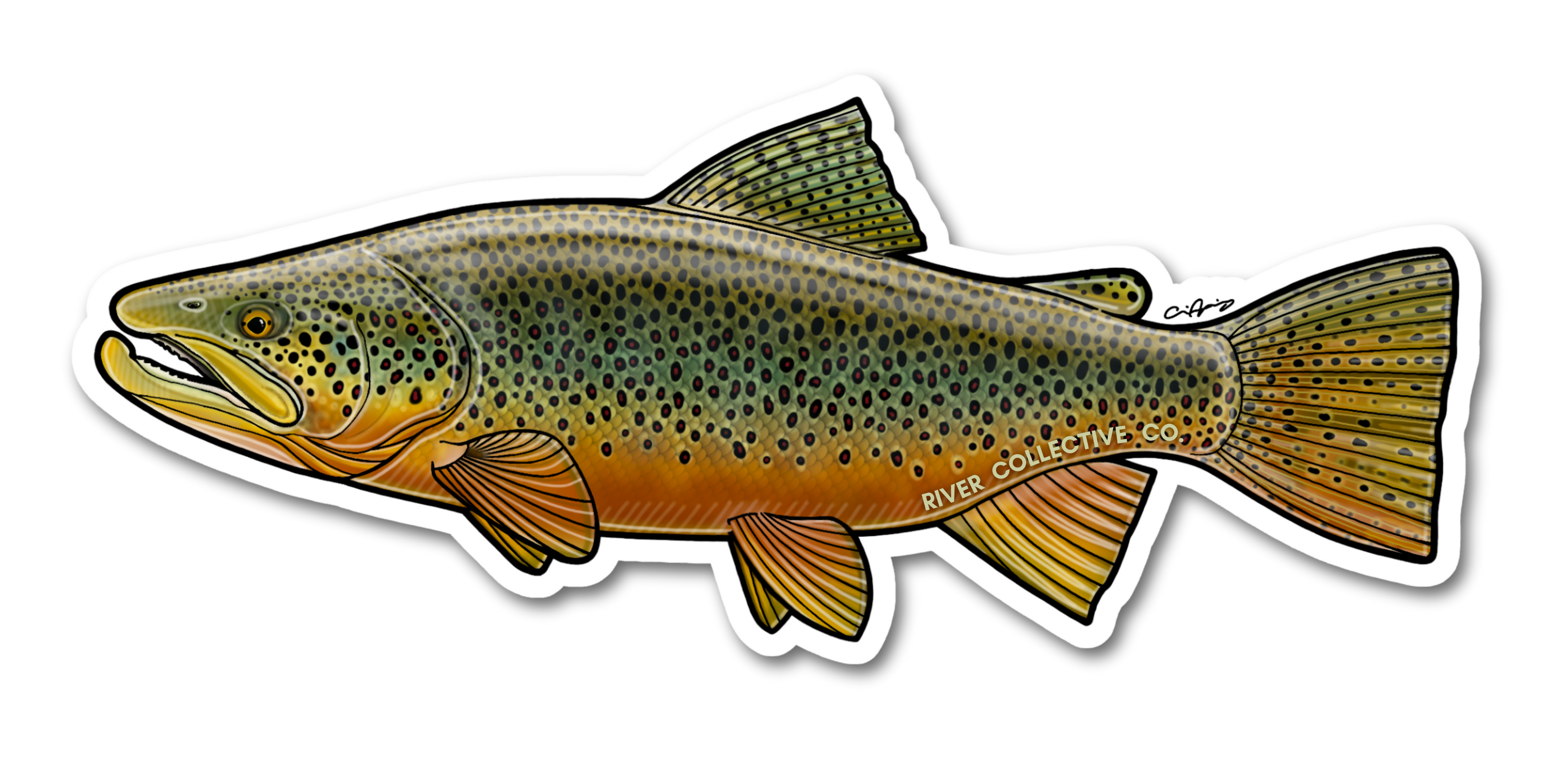 BROWN TROUT DECAL