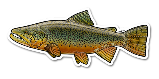 BROWN TROUT DECAL