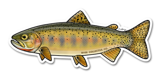 JUVENILE CUTTHROAT TROUT DECAL