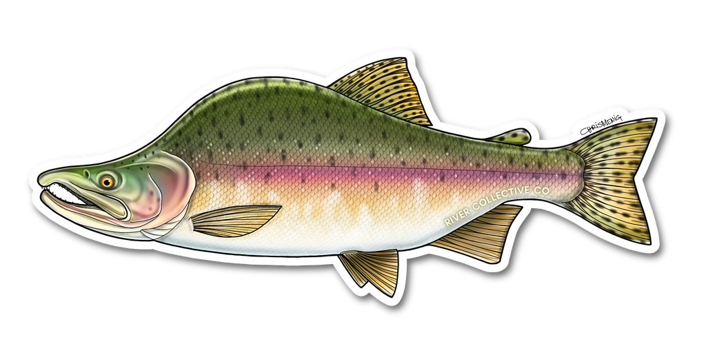 PINK SALMON (SPAWN) DECAL