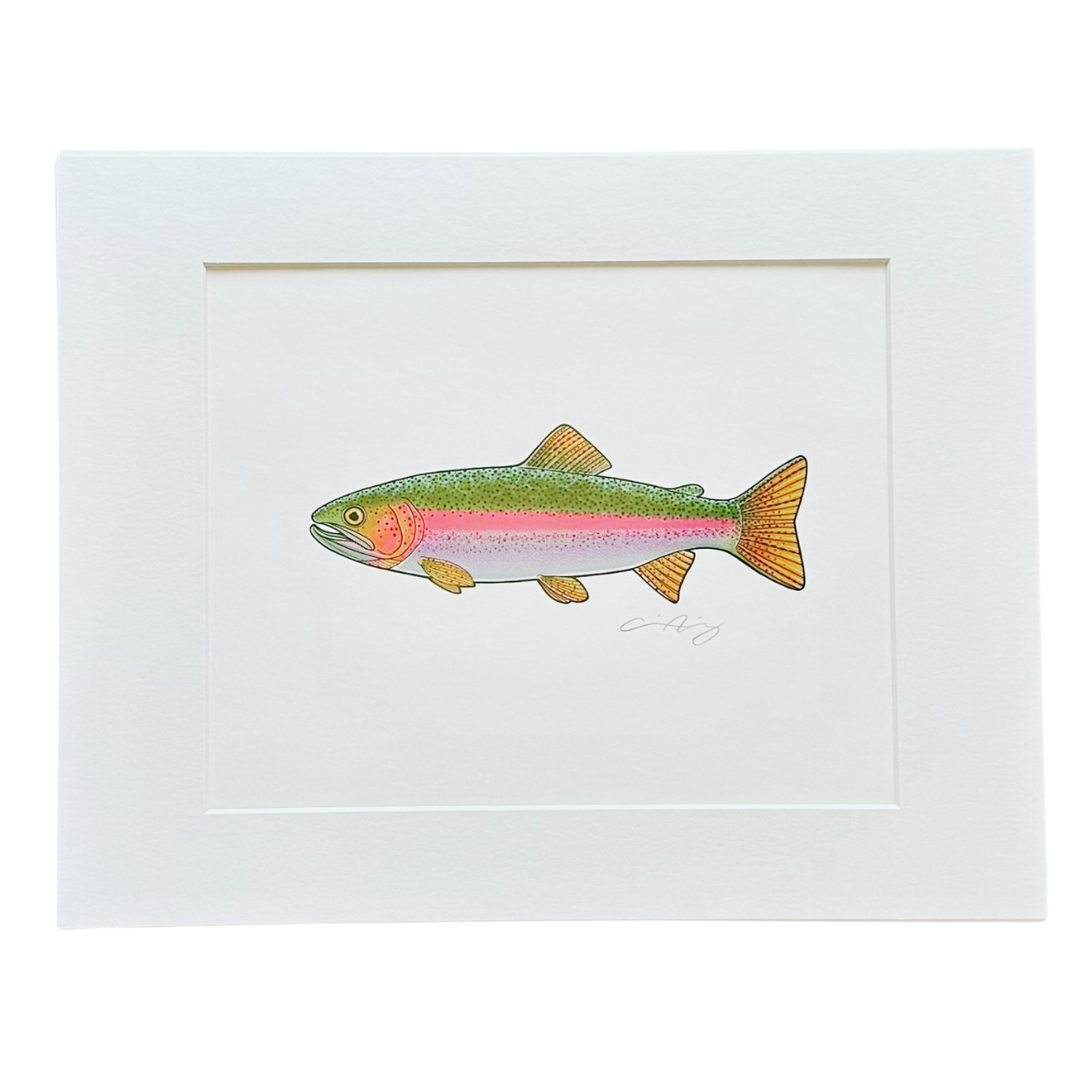 RAINBOW TROUT MATTED PRINT