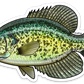 BLACK CRAPPIE