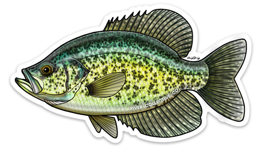 BLACK CRAPPIE