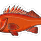 ROCKFISH