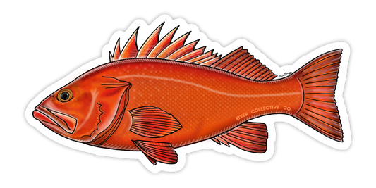 ROCKFISH