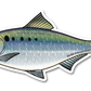 AMERICAN SHAD DECAL