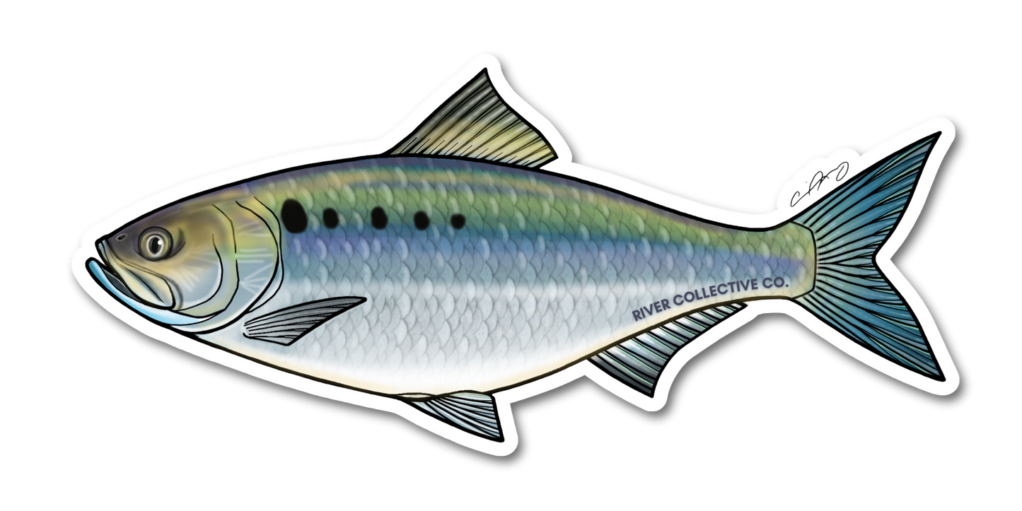 AMERICAN SHAD DECAL