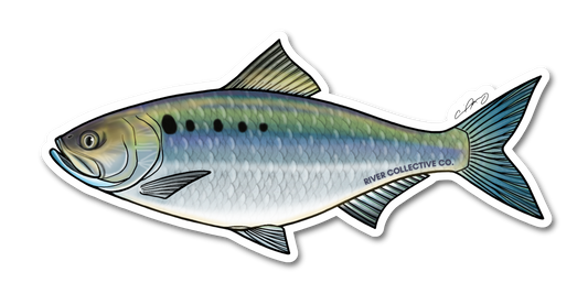 AMERICAN SHAD DECAL