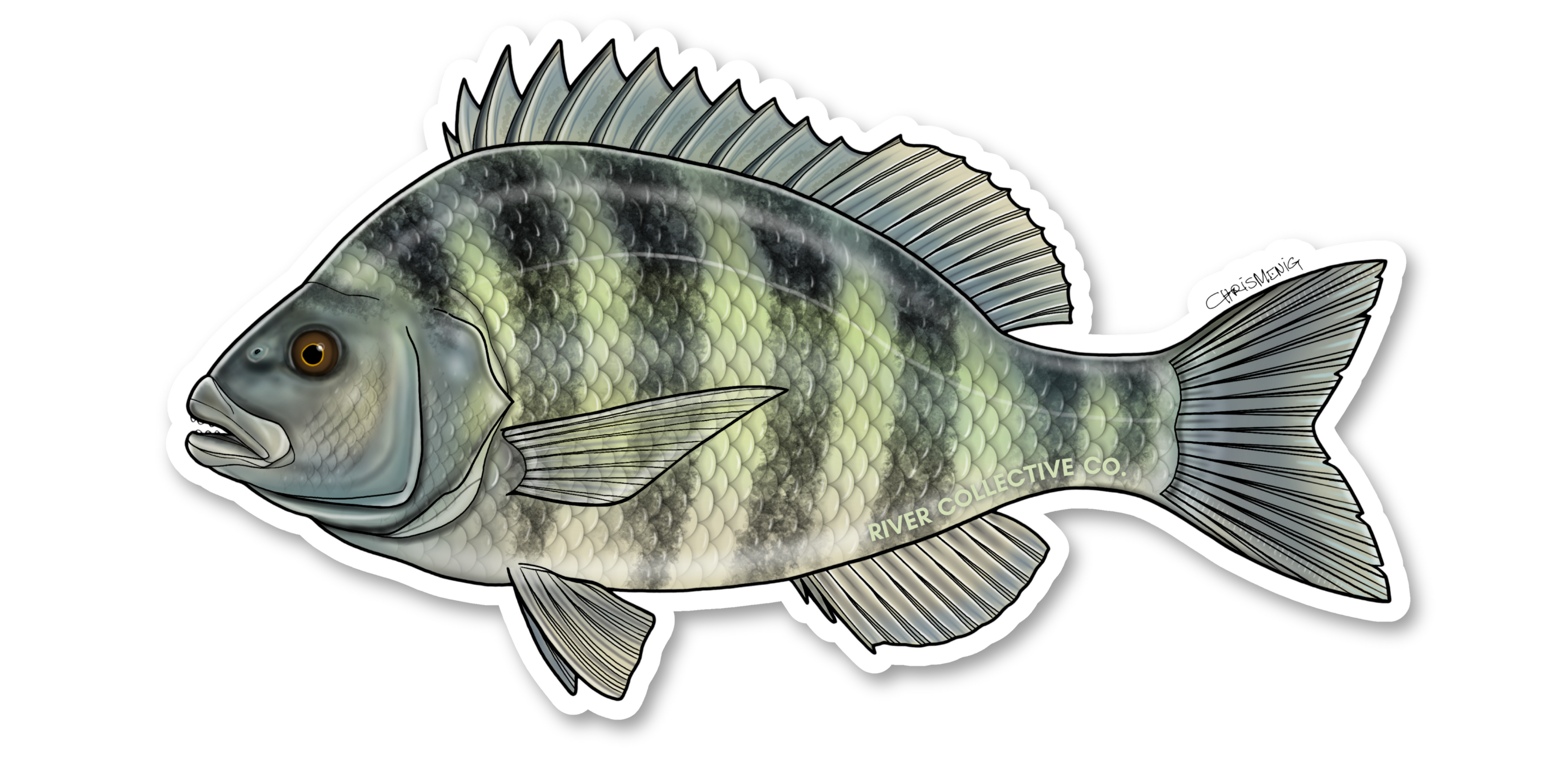 SHEEPSHEAD DECAL