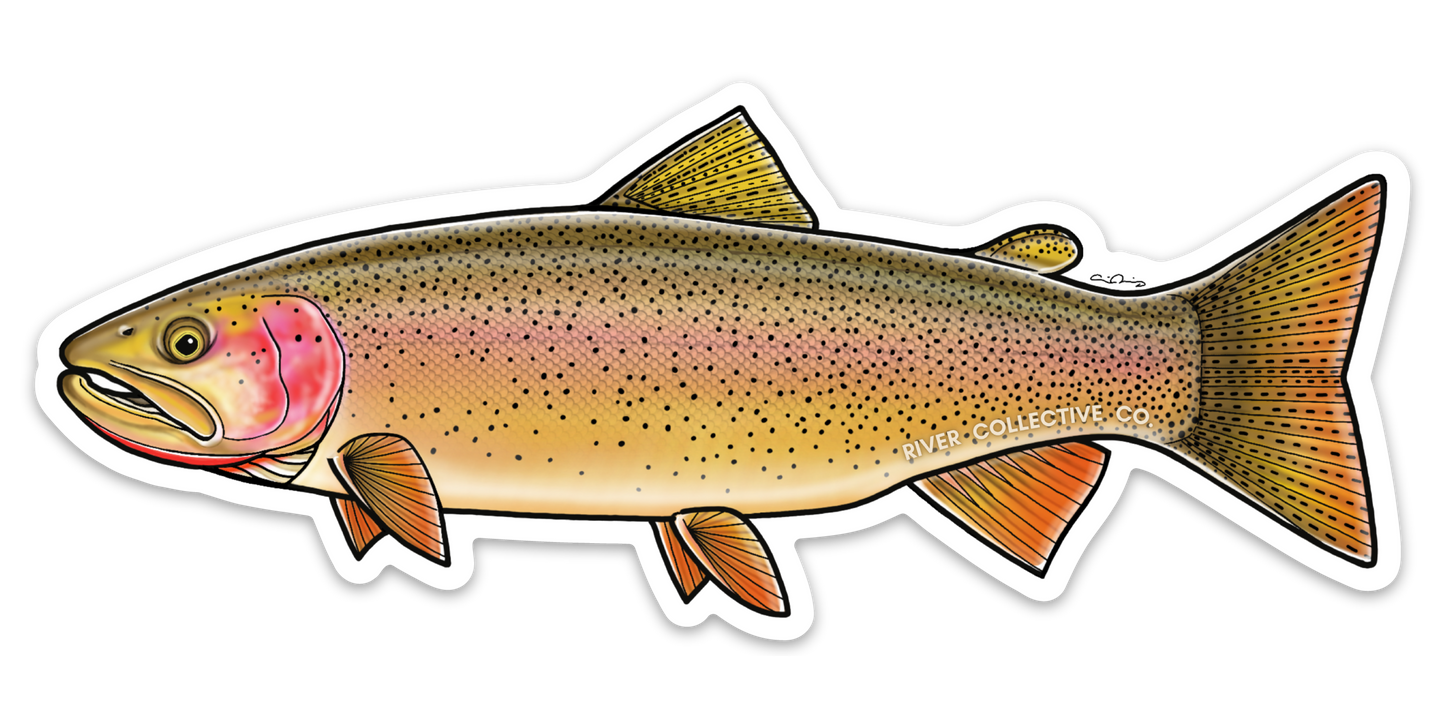 SNAKE RIVER CUTTHROAT TROUT