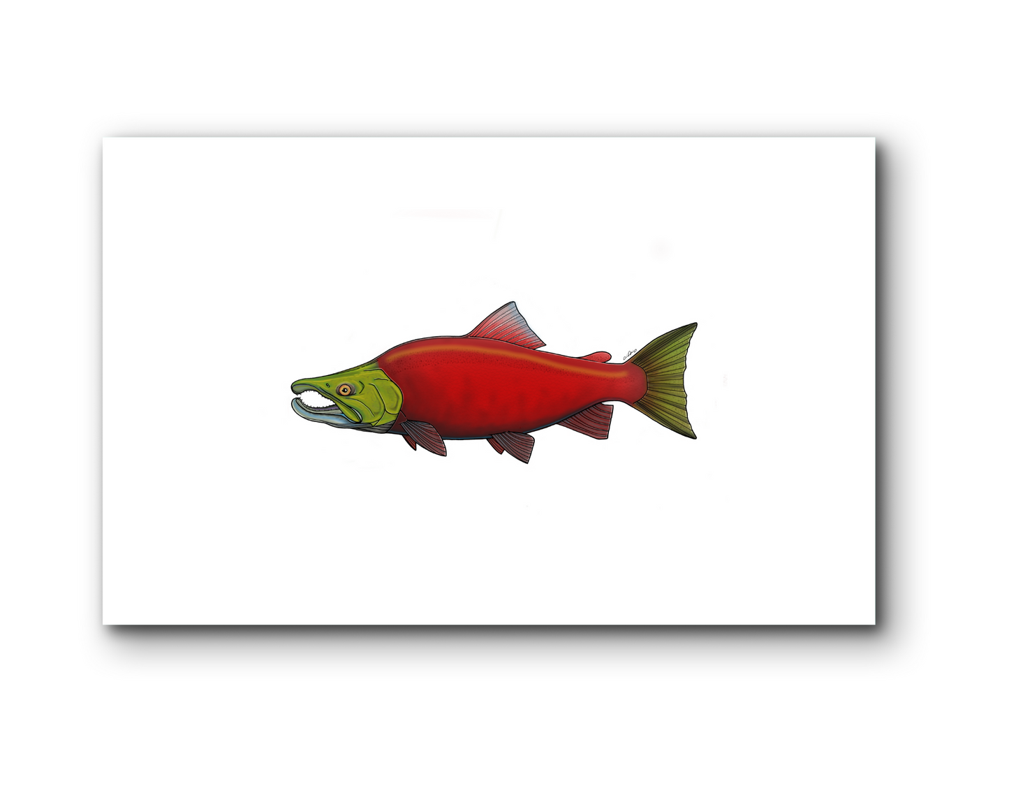 SOCKEYE SALMON MATTED PRINT