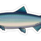 SOCKEYE SALMON DECAL (SALTWATER)