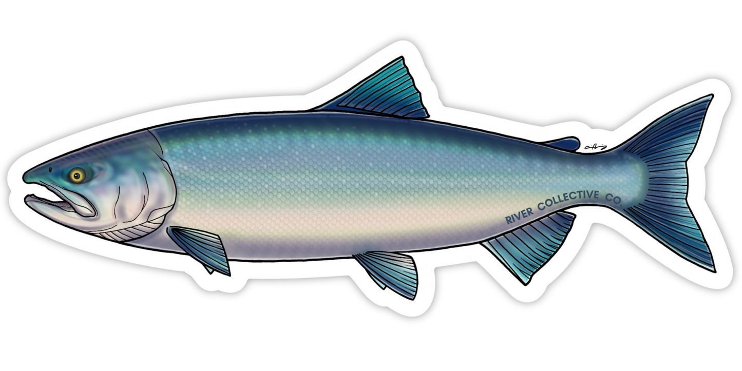 SOCKEYE SALMON DECAL (SALTWATER)