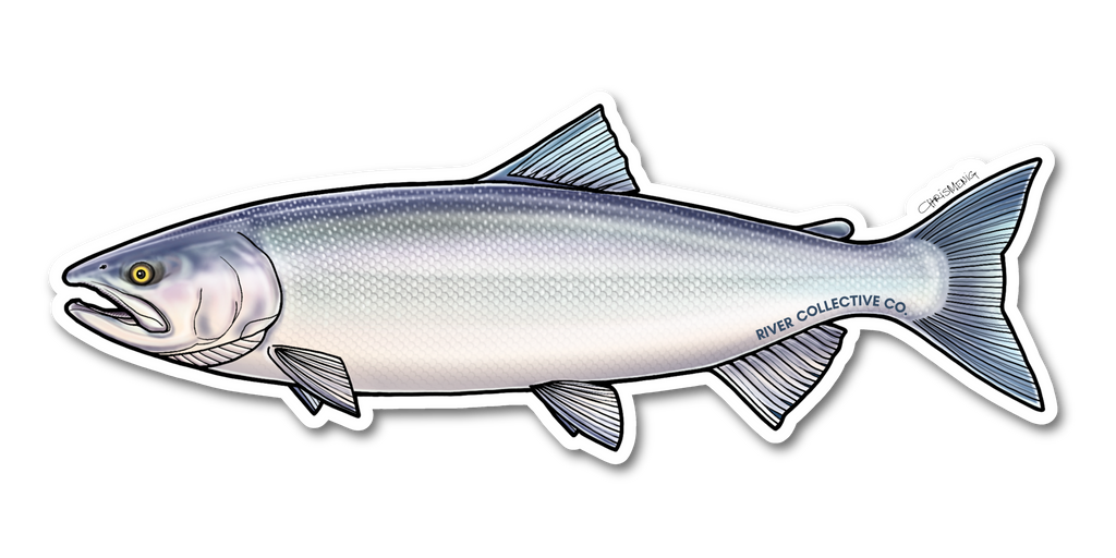 SOCKEYE SALMON (CHROME) DECAL