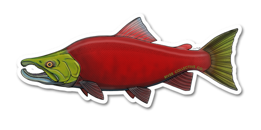 SOCKEYE SALMON DECAL (SPAWN)