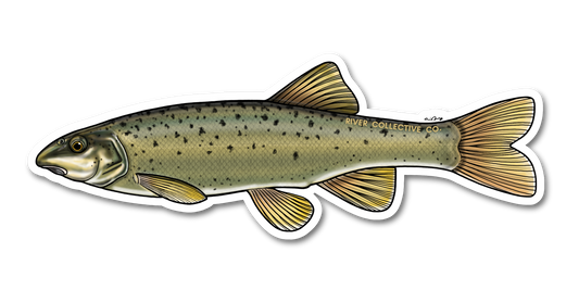 SPECKLED DACE DECAL
