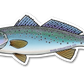 SPOTTED SEATROUT DECAL