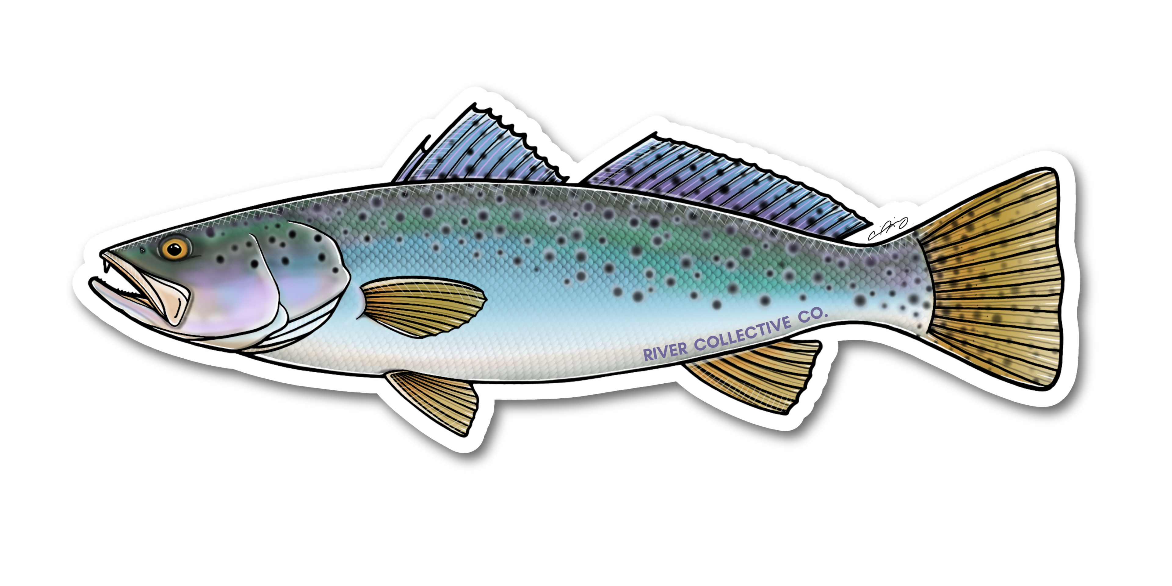 SPOTTED SEATROUT DECAL