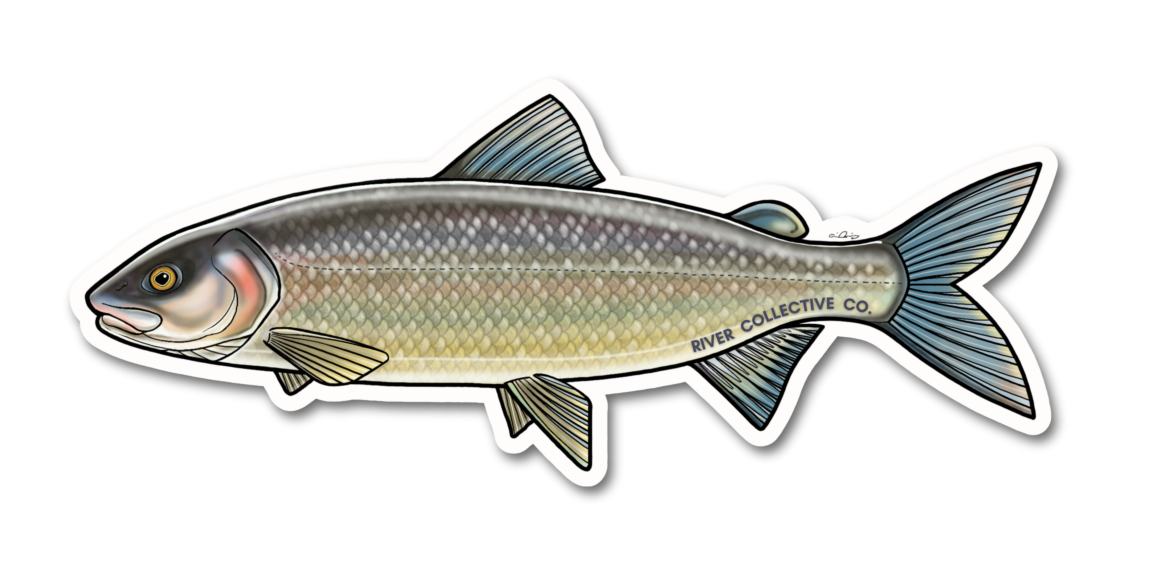 MOUNTAIN WHITEFISH DECAL