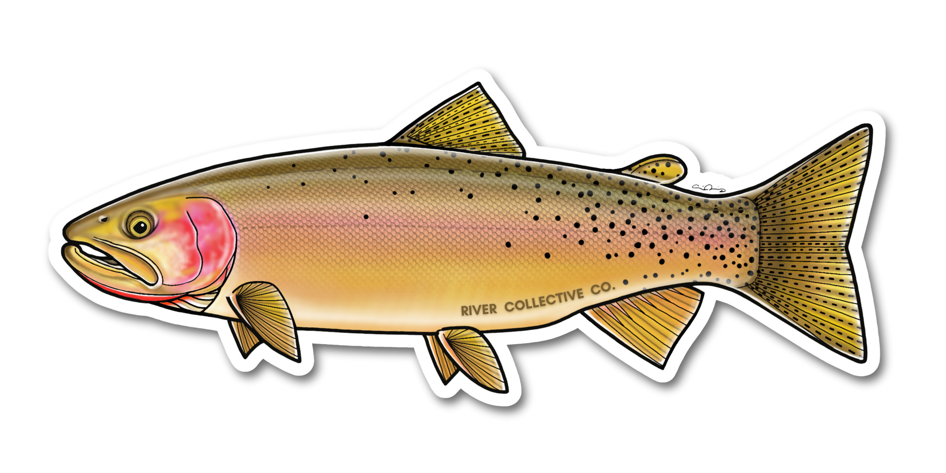 YELLOWSTONE CUTTHROAT TROUT DECAL – River Collective Co.