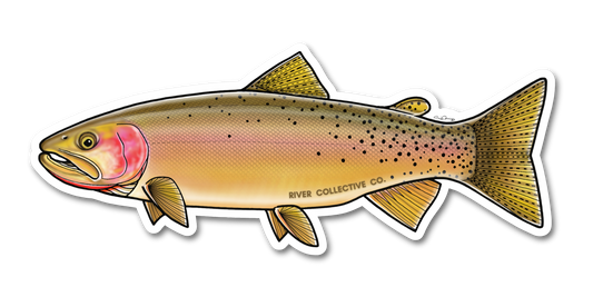 YELLOWSTONE CUTTHROAT TROUT DECAL