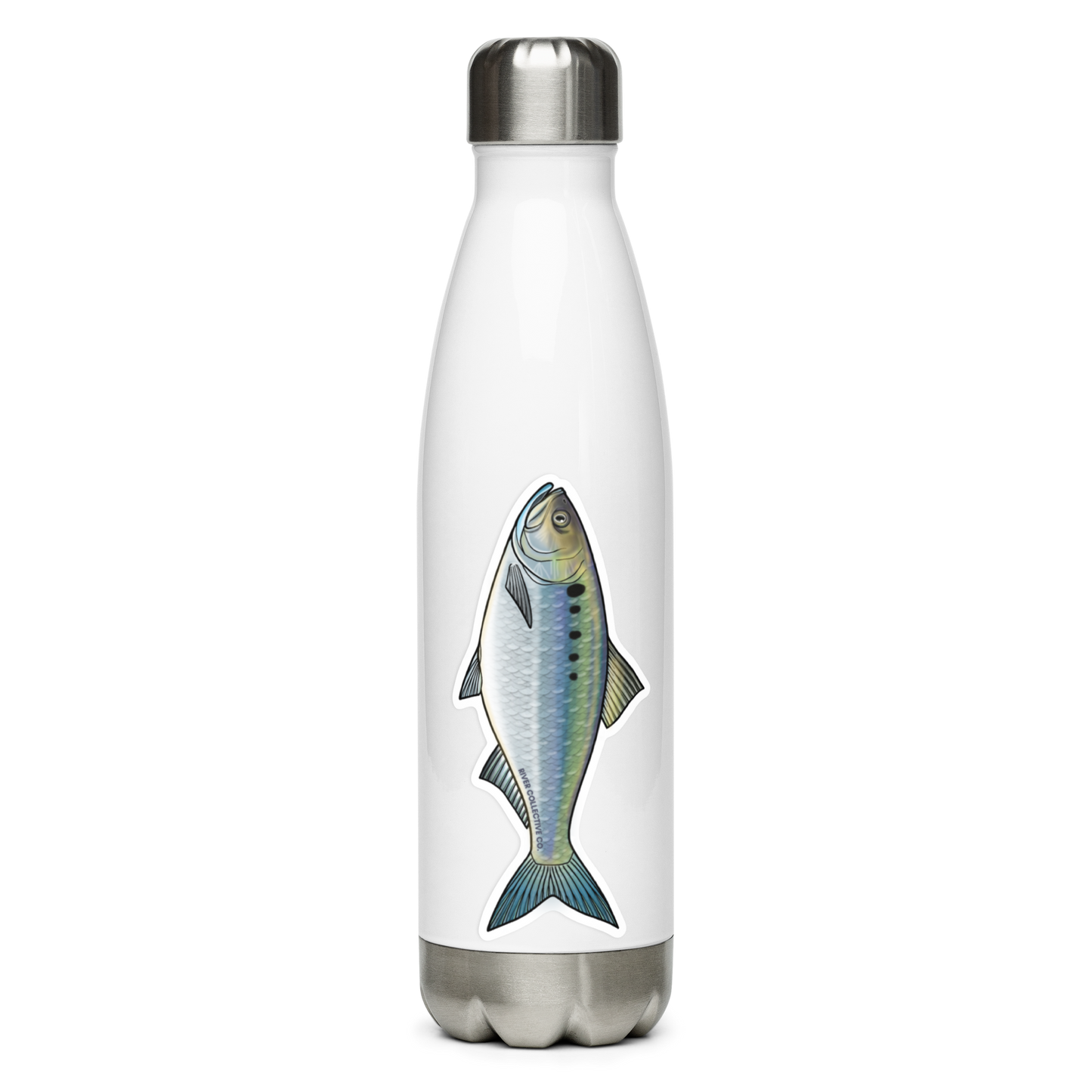 AMERICAN SHAD