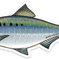 AMERICAN SHAD