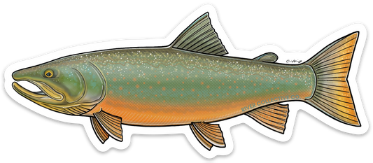 BULL TROUT DECAL