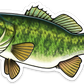 LARGEMOUTH BASS