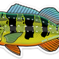 PEACOCK BASS
