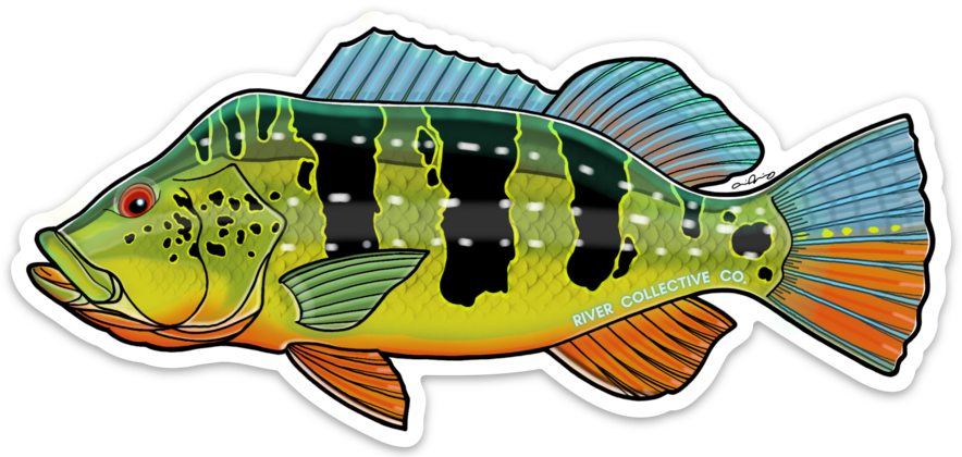 PEACOCK BASS