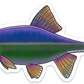 HUMPBACK CHUB DECAL