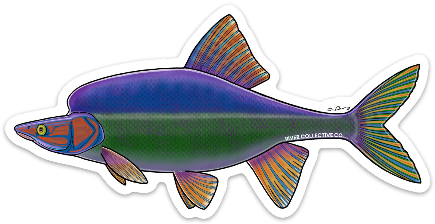 HUMPBACK CHUB DECAL