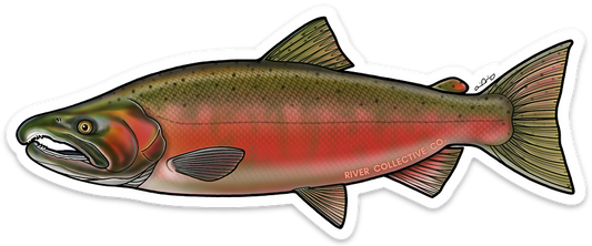 COHO SALMON DECAL (SPAWN)