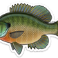 BLUEGILL