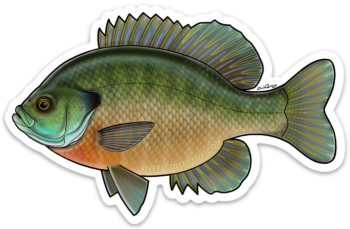 BLUEGILL