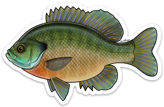 BLUEGILL