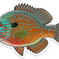 LONGEAR SUNFISH