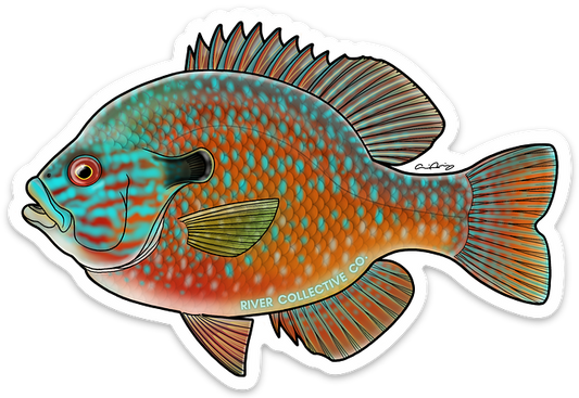 LONGEAR SUNFISH