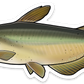 CHANNEL CATFISH