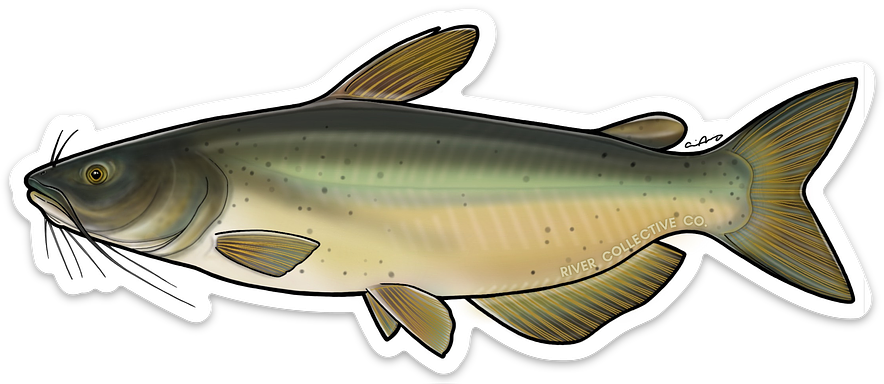 CHANNEL CATFISH